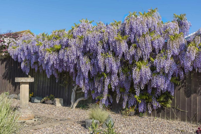 July Pruning Guide: 11 Plants to Prune & 7 to Avoid