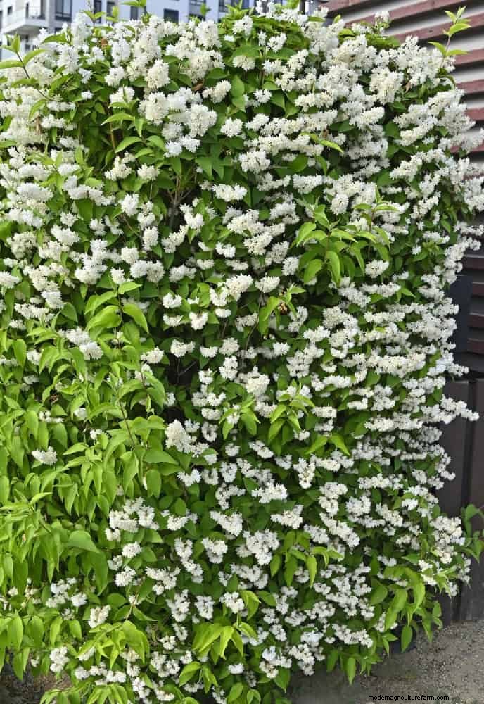 July Pruning Guide: 11 Plants to Prune & 7 to Avoid