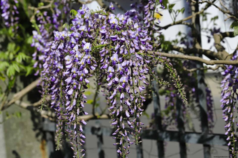 July Pruning Guide: 11 Plants to Prune & 7 to Avoid