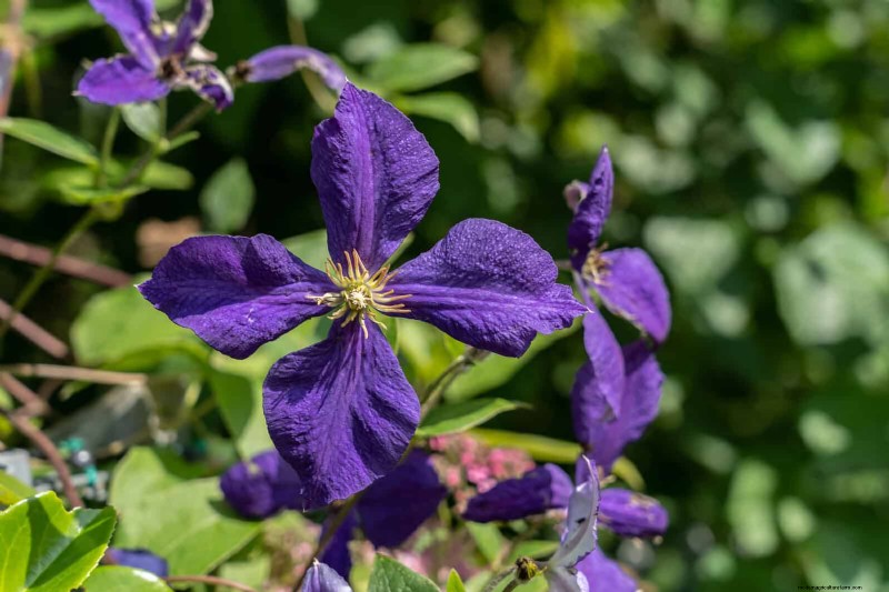 July Pruning Guide: 11 Plants to Prune & 7 to Avoid
