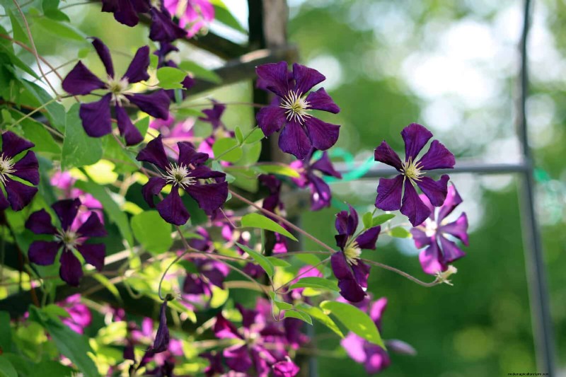 July Pruning Guide: 11 Plants to Prune & 7 to Avoid