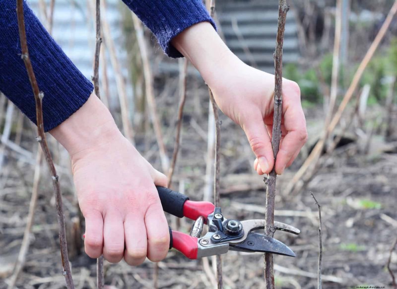 July Pruning Guide: 11 Plants to Prune & 7 to Avoid