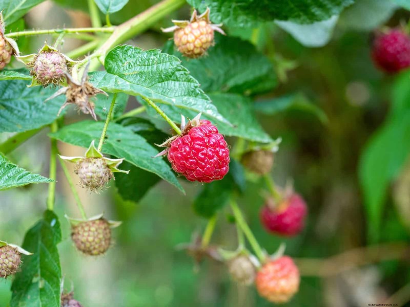 July Pruning Guide: 11 Plants to Prune & 7 to Avoid