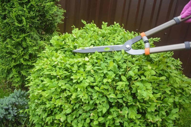 July Pruning Guide: 11 Plants to Prune & 7 to Avoid