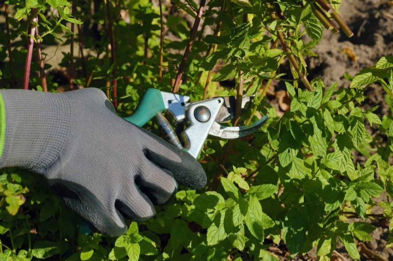 July Pruning Guide: 11 Plants to Prune & 7 to Avoid
