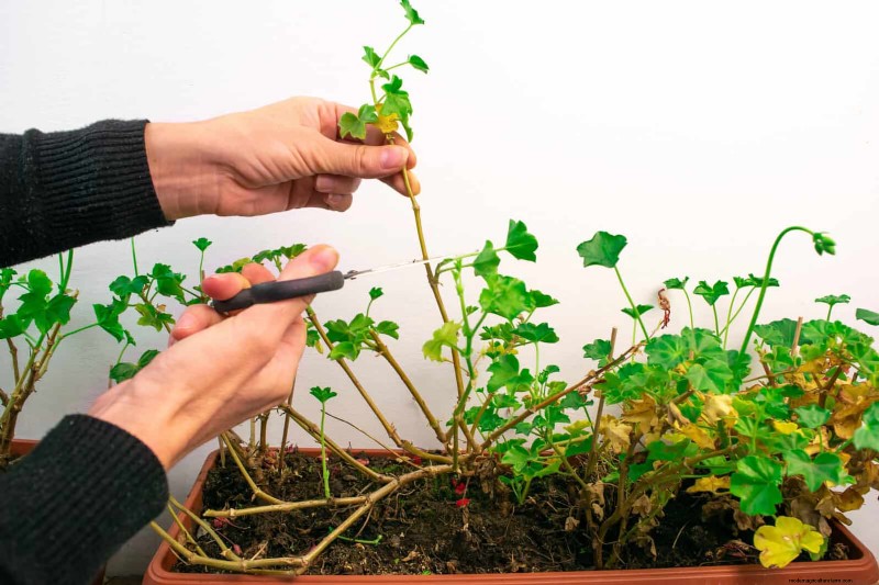 July Pruning Guide: 11 Plants to Prune & 7 to Avoid