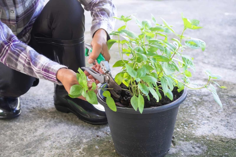 July Pruning Guide: 11 Plants to Prune & 7 to Avoid