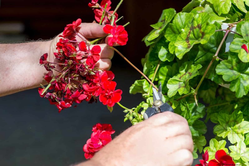 July Pruning Guide: 11 Plants to Prune & 7 to Avoid