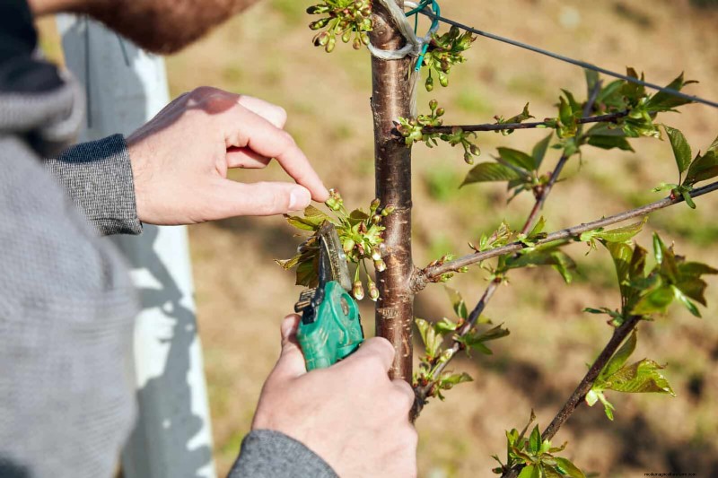 July Pruning Guide: 11 Plants to Prune & 7 to Avoid