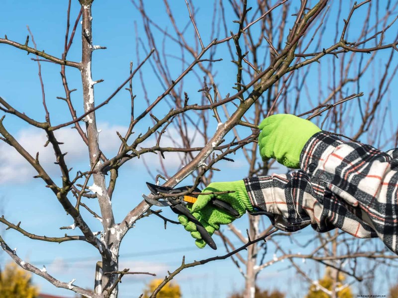 July Pruning Guide: 11 Plants to Prune & 7 to Avoid