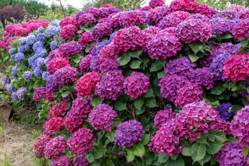 July Pruning Guide: 11 Plants to Prune & 7 to Avoid