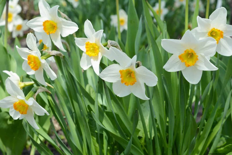 July Pruning Guide: 11 Plants to Prune & 7 to Avoid