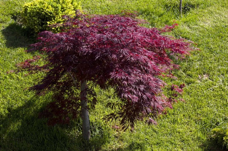 July Pruning Guide: 11 Plants to Prune & 7 to Avoid