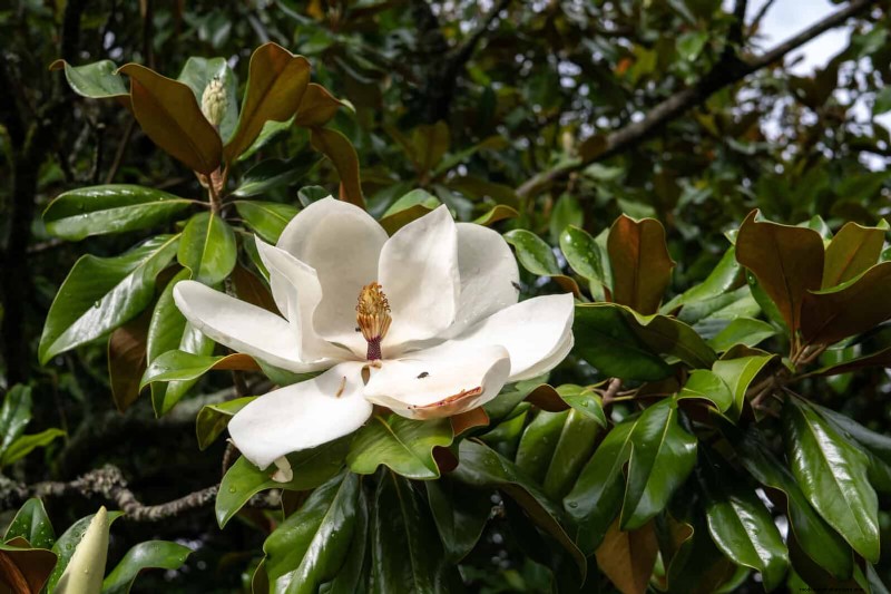 July Pruning Guide: 11 Plants to Prune & 7 to Avoid