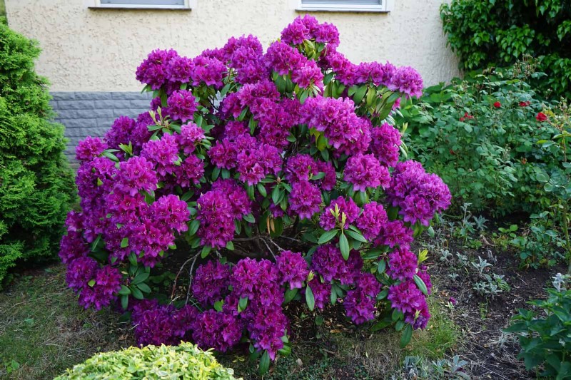 July Pruning Guide: 11 Plants to Prune & 7 to Avoid