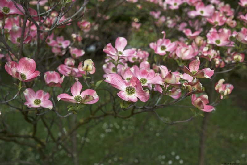 July Pruning Guide: 11 Plants to Prune & 7 to Avoid