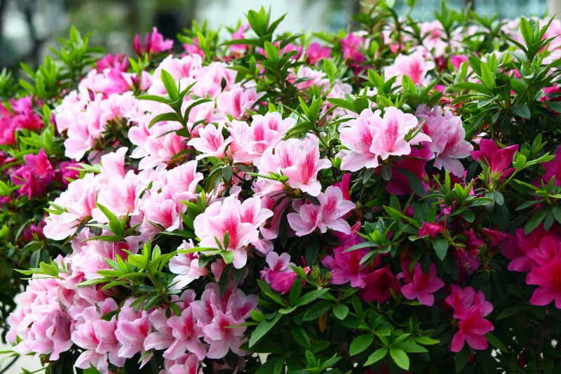 July Pruning Guide: 11 Plants to Prune & 7 to Avoid