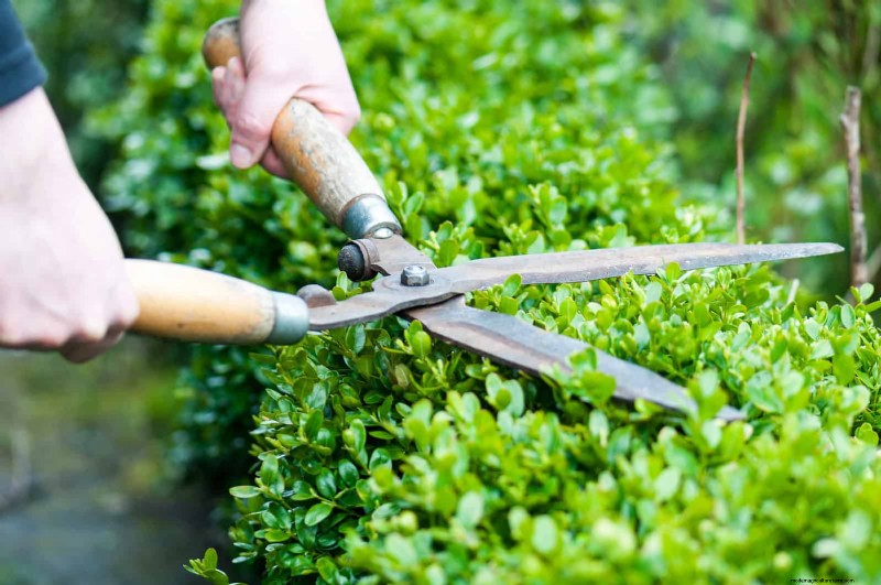 July Pruning Guide: 11 Plants to Prune & 7 to Avoid