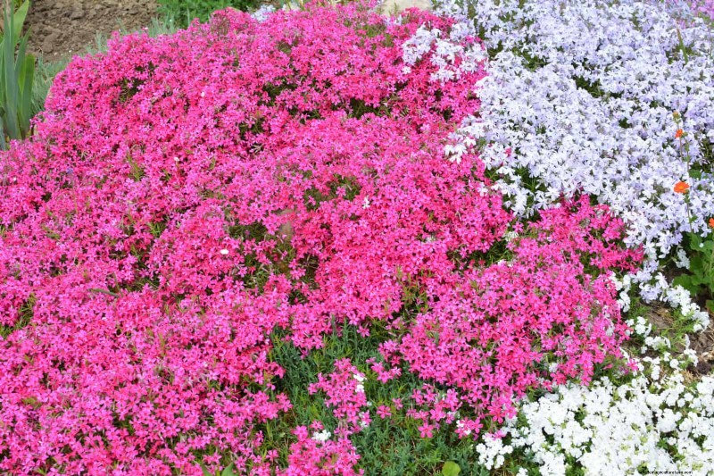 Best Ground Covers for Difficult Areas: No-Grow Solutions