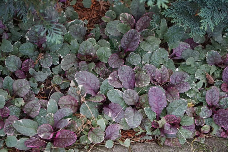 Best Ground Covers for Difficult Areas: No-Grow Solutions