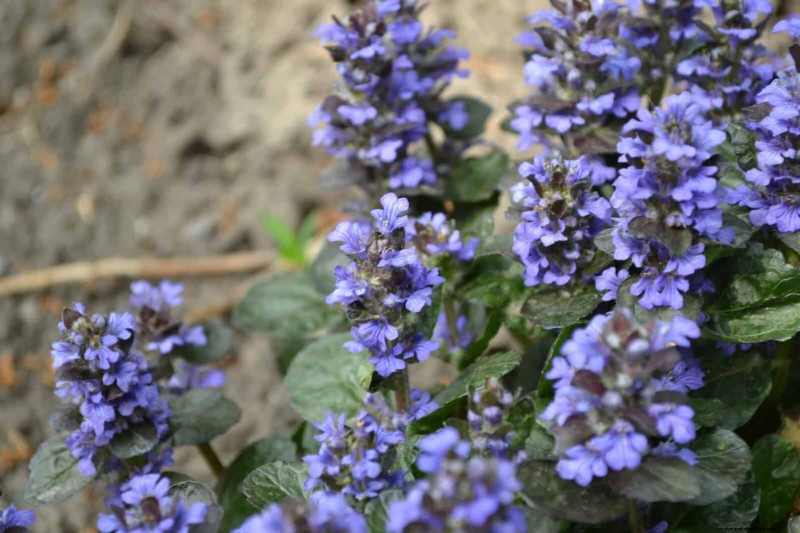 Best Ground Covers for Difficult Areas: No-Grow Solutions