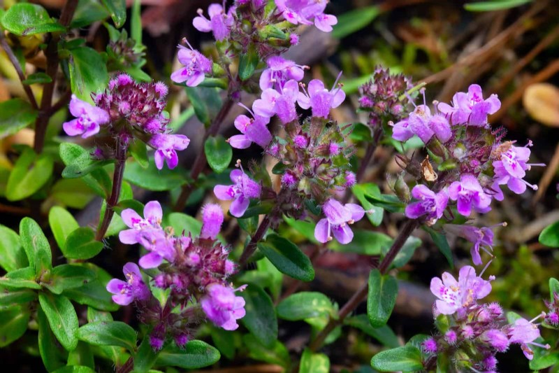 Best Ground Covers for Difficult Areas: No-Grow Solutions