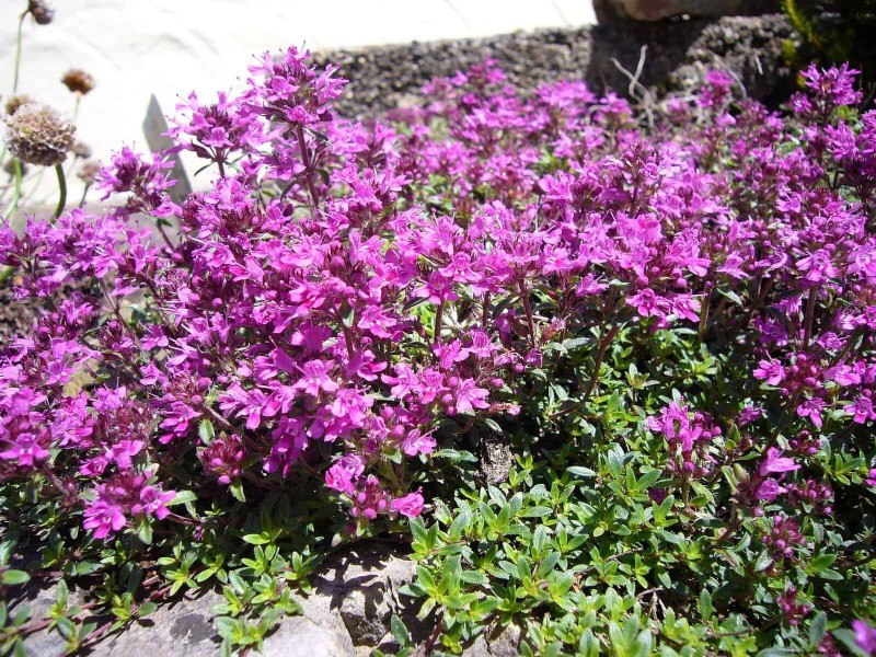 Best Ground Covers for Difficult Areas: No-Grow Solutions