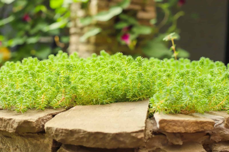 Best Ground Covers for Difficult Areas: No-Grow Solutions