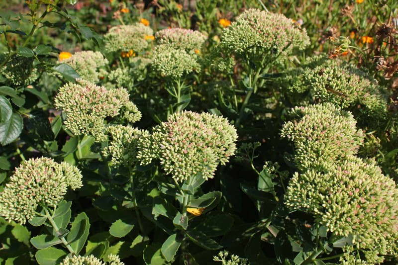 Best Ground Covers for Difficult Areas: No-Grow Solutions