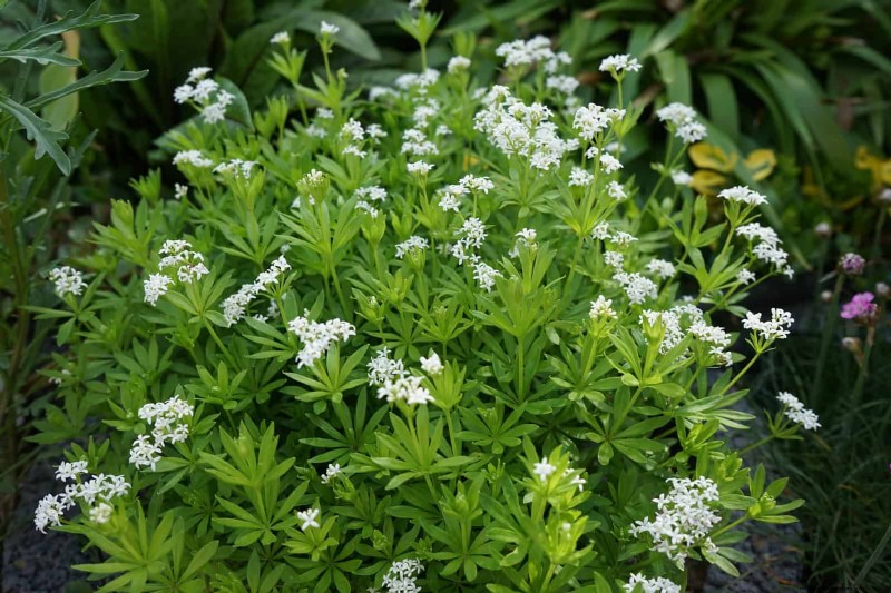 Best Ground Covers for Difficult Areas: No-Grow Solutions
