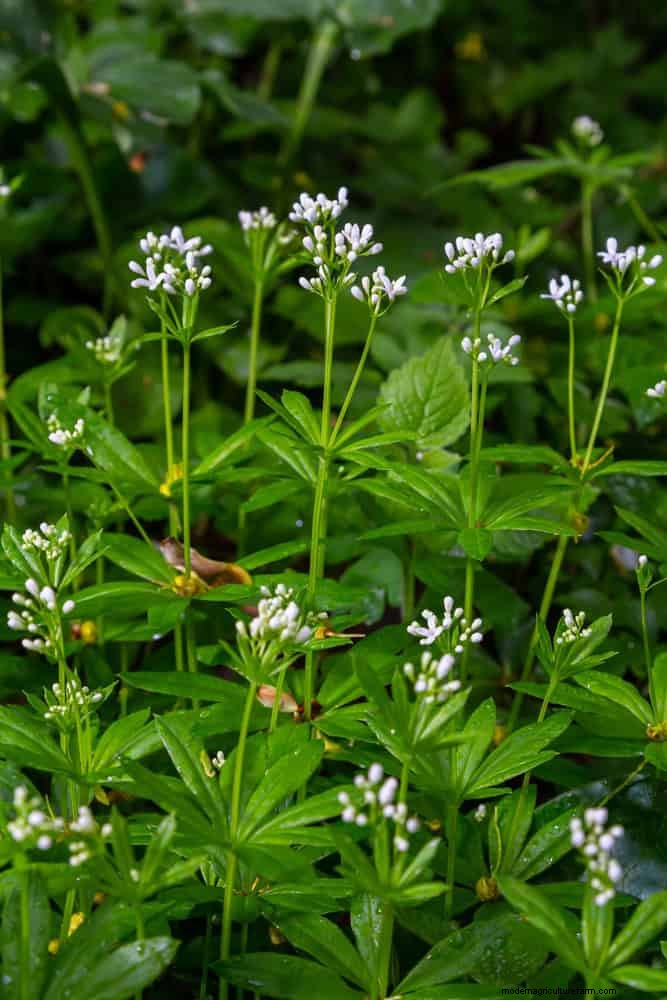 Best Ground Covers for Difficult Areas: No-Grow Solutions
