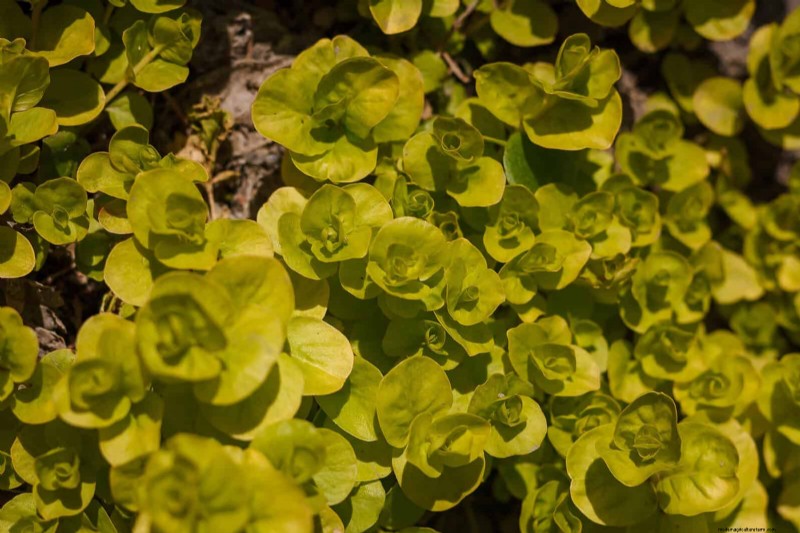 Best Ground Covers for Difficult Areas: No-Grow Solutions