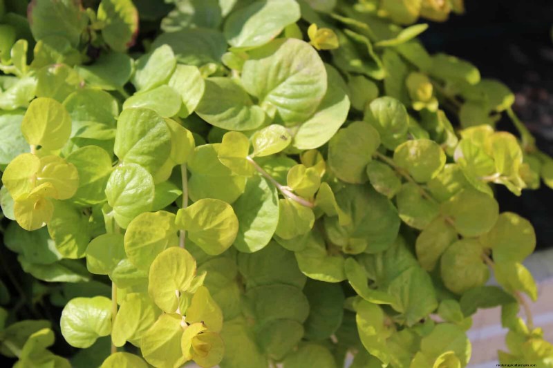 Best Ground Covers for Difficult Areas: No-Grow Solutions