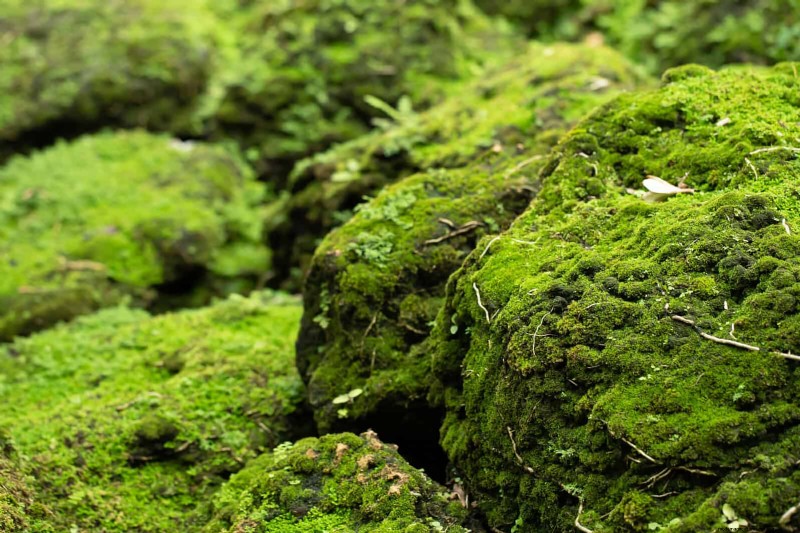 Best Ground Covers for Difficult Areas: No-Grow Solutions