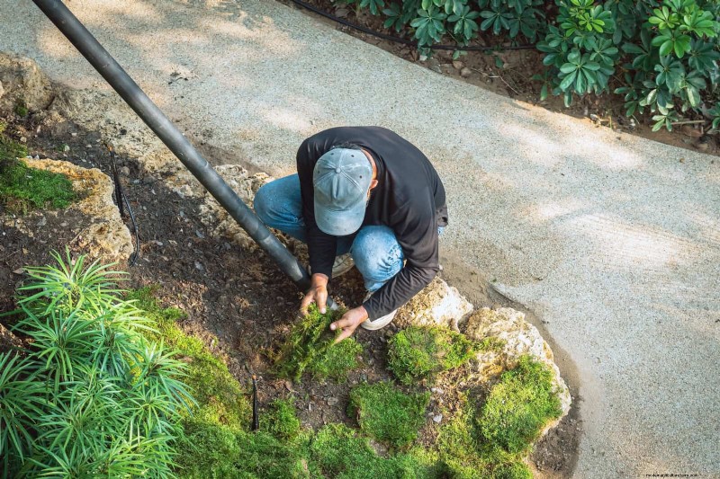 Best Ground Covers for Difficult Areas: No-Grow Solutions