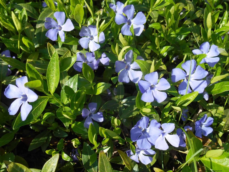 Best Ground Covers for Difficult Areas: No-Grow Solutions