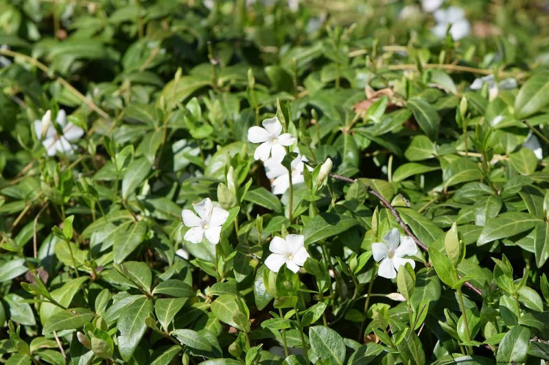 Best Ground Covers for Difficult Areas: No-Grow Solutions