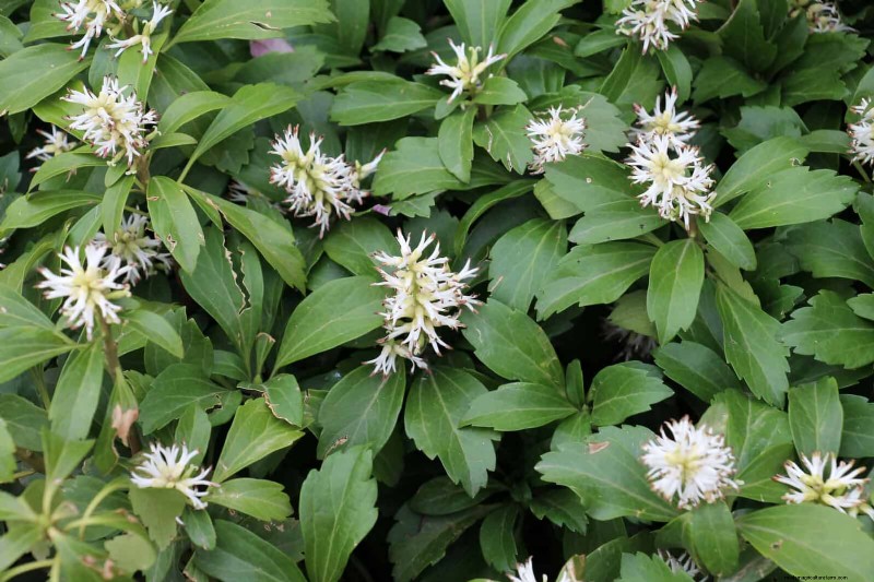 Best Ground Covers for Difficult Areas: No-Grow Solutions
