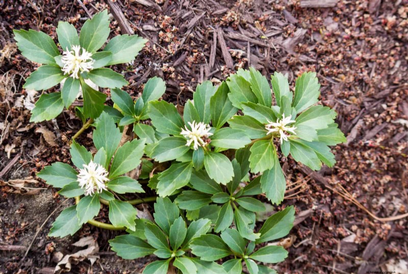 Best Ground Covers for Difficult Areas: No-Grow Solutions