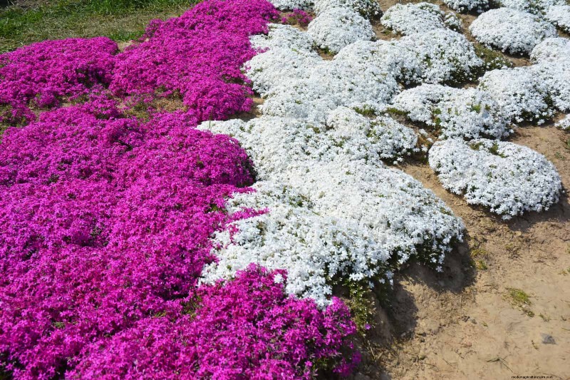 Best Ground Covers for Difficult Areas: No-Grow Solutions