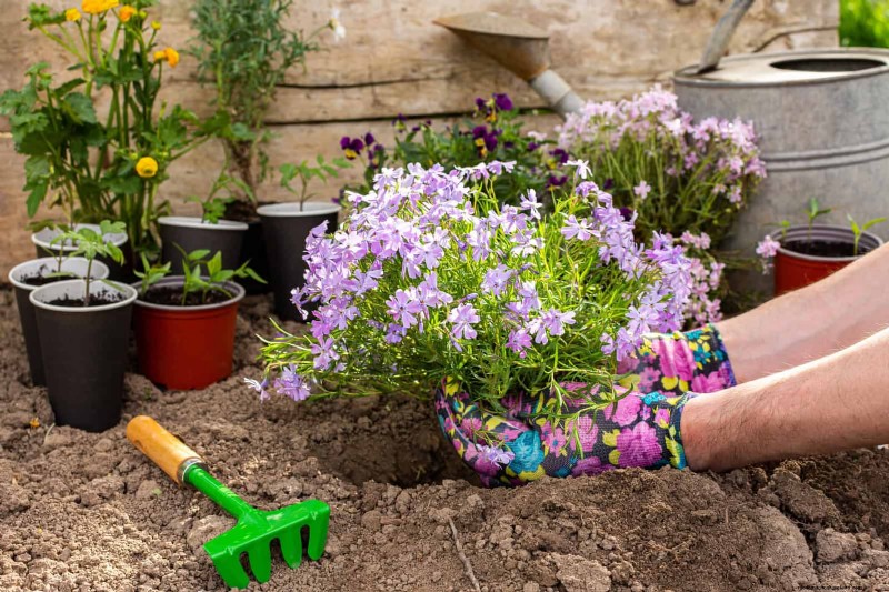 Best Ground Covers for Difficult Areas: No-Grow Solutions