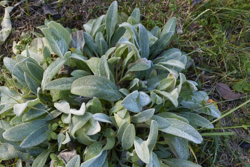 Best Ground Covers for Difficult Areas: No-Grow Solutions