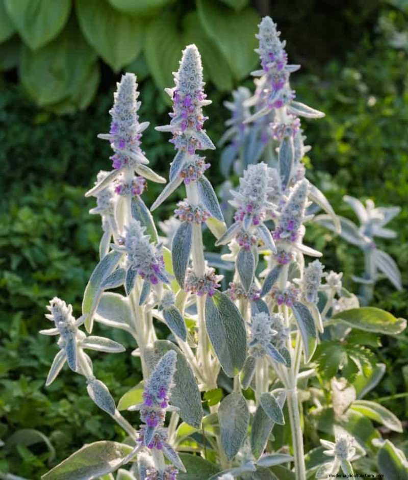 Best Ground Covers for Difficult Areas: No-Grow Solutions