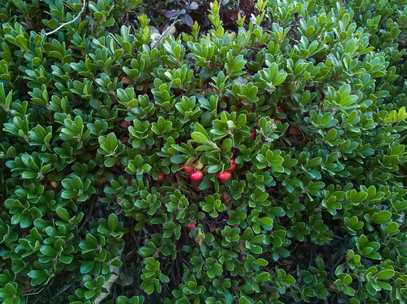 Best Ground Covers for Difficult Areas: No-Grow Solutions