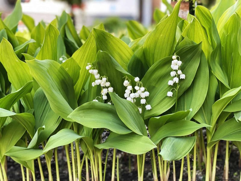 Best Ground Covers for Difficult Areas: No-Grow Solutions