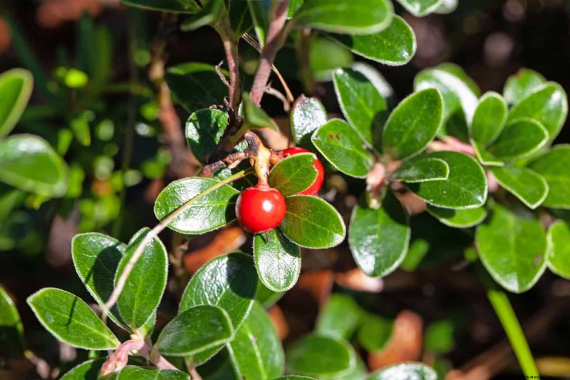 Best Ground Covers for Difficult Areas: No-Grow Solutions