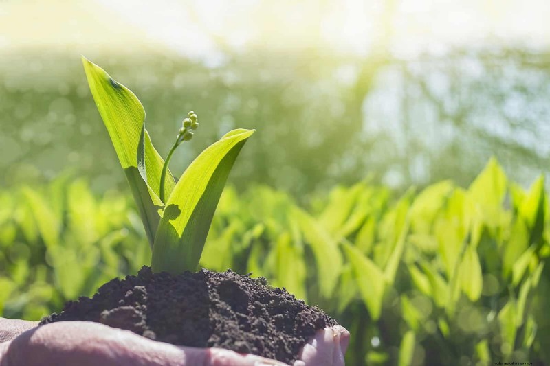 Best Ground Covers for Difficult Areas: No-Grow Solutions