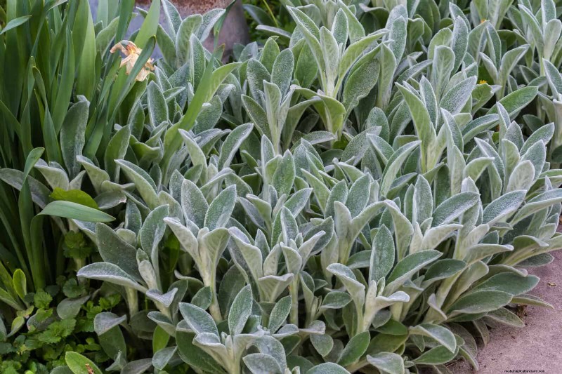 Best Ground Covers for Difficult Areas: No-Grow Solutions