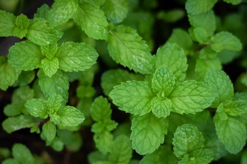 11 Common Garden Plants That Can Harm Your Beds – Prevention Tips