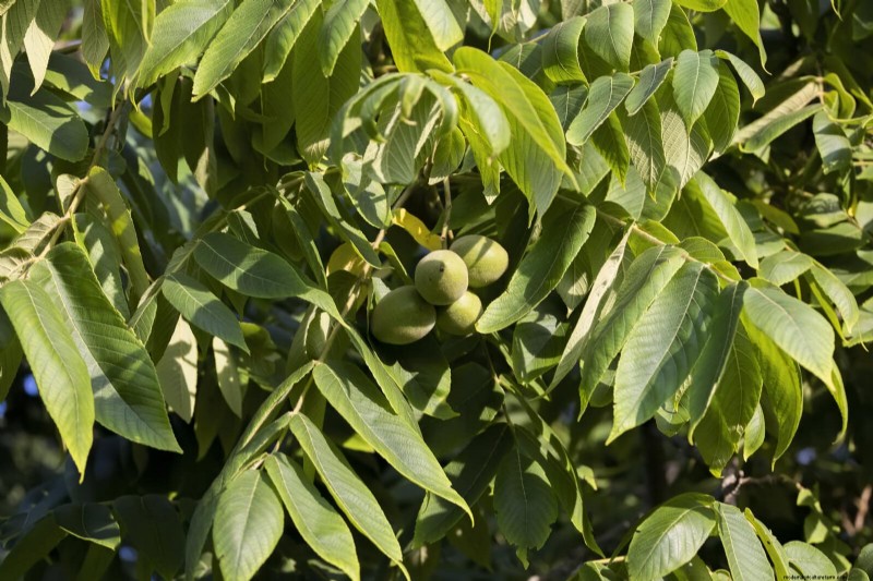 11 Common Garden Plants That Can Harm Your Beds – Prevention Tips